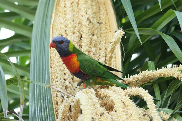 Regenbogenlorbeer (Trichoglossus haematodus)) — Stockfoto