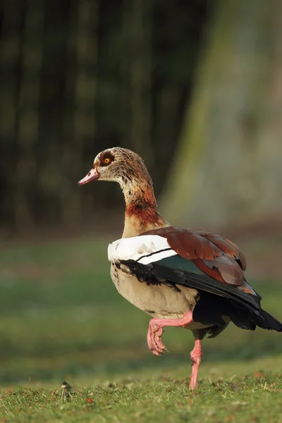 Египетский гусь (Alopochen aegyptiacus) — стоковое фото