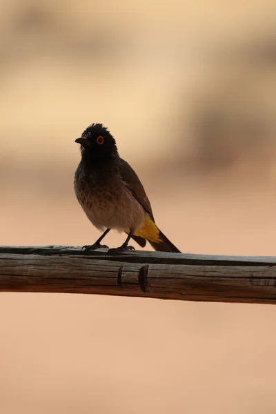 Bulbul dagli occhi rossi (Pycnonotus nigricans ) — Foto Stock