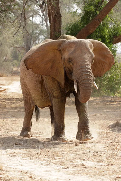 Elefante do deserto na Namíbia — Fotografia de Stock