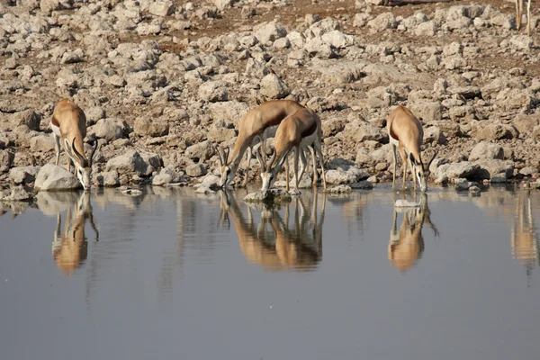 羚 (antidorcas marsupialis) — 图库照片