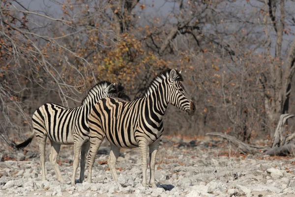 Vlakten van Zebra (Equus quagga)) — Stockfoto