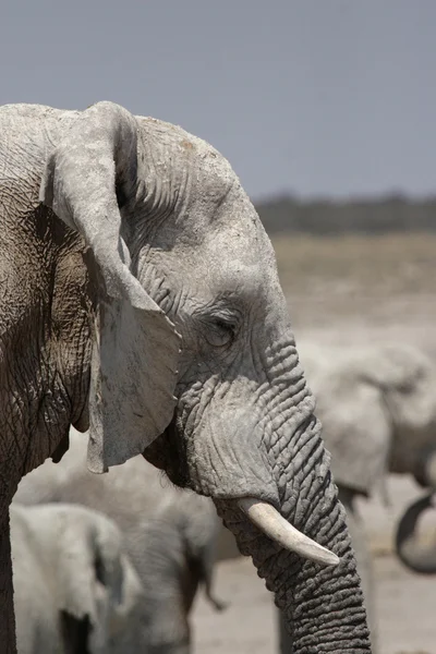 Elefanten (Loxodonta africana) — Stockfoto