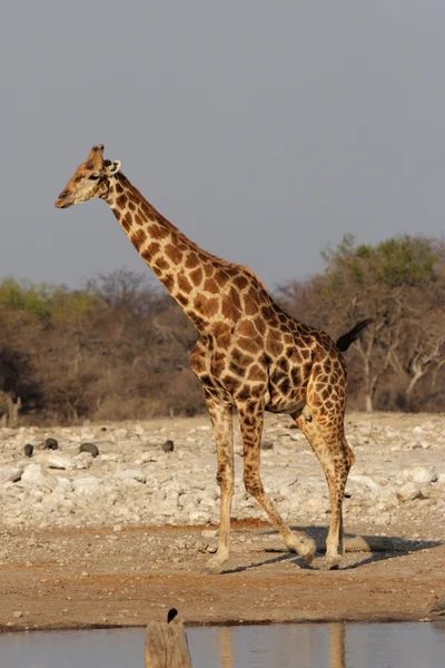 Zürafa (zürafa zürafa) — Stok fotoğraf
