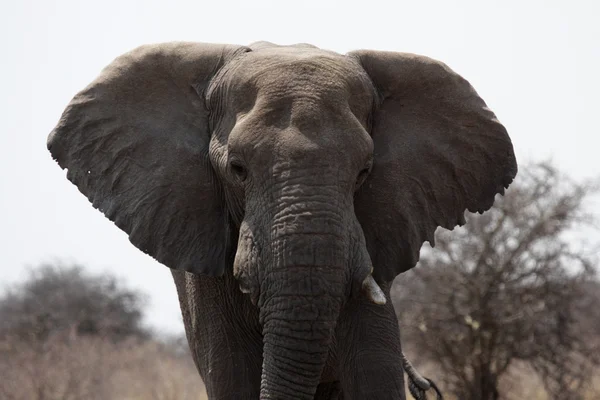 Elephant — Stock Photo, Image