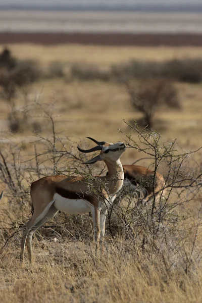 Springbok (Antidorcas marsupialis) — Zdjęcie stockowe