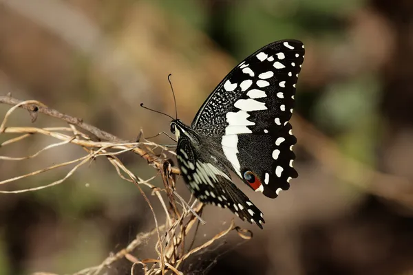Cítricos cola de golondrina (Papilio demodocus ) — Foto de Stock