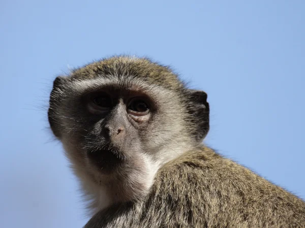Vervet maymun (cercopithecus pygerythrus) — Stok fotoğraf