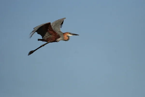 Goliath Heron (Ardea goliath) — Stock Photo, Image