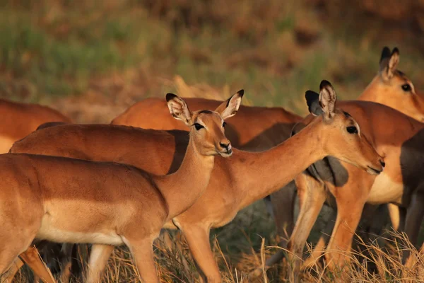 Impalas (Aepyceros melampus) — Stock Photo, Image