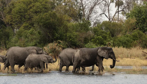Elefantes (Loxodonta africana ) —  Fotos de Stock