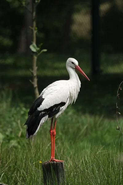 白鹤（Ciconia ciconia）) — 图库照片