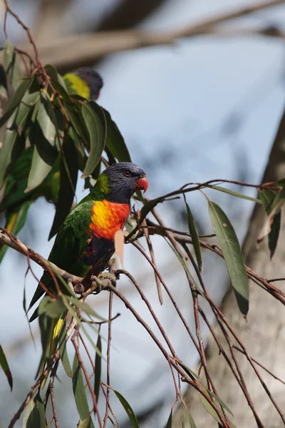 Rainbow Lorikeet (Trichoglossus hematodus) — Stock fotografie