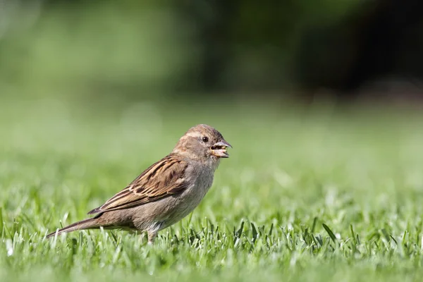 Haussperling (Passer domesticus)) — Stockfoto