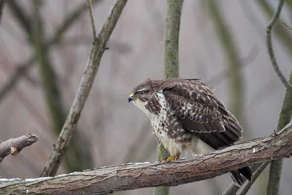 Krkavec obecný (Buteo buteo) — Stock fotografie