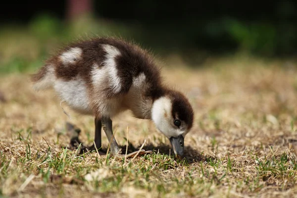 Chick of an Egyptian Goose (Alopochen aegyptiacus) — Stock Photo, Image
