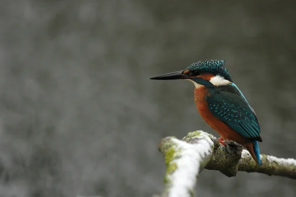 Kingfisher — Stok fotoğraf