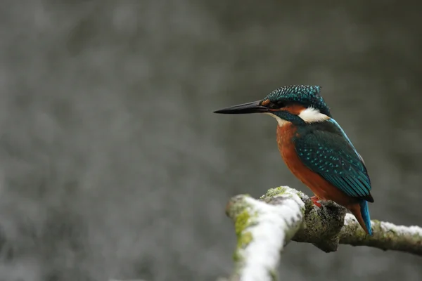 Eisvogel — Stockfoto