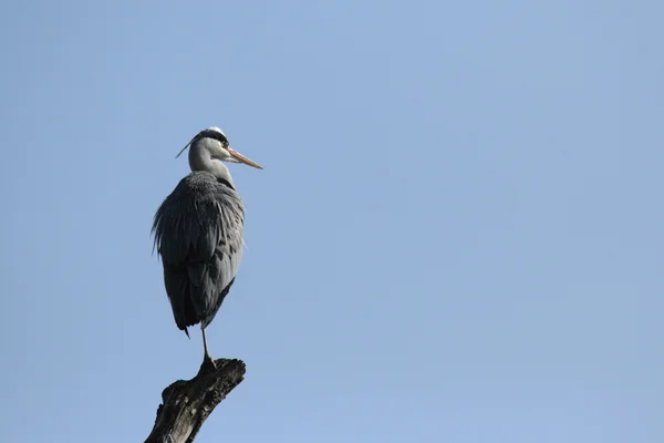 Héron gris — Photo