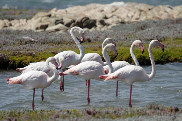 Flamingos — Stock fotografie