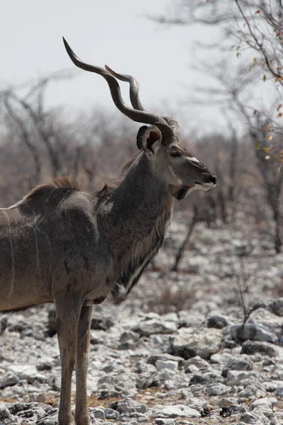 Większa kudu — Zdjęcie stockowe