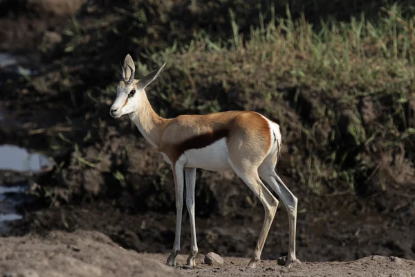 Antilopa skákavá (antidorcas marsupialis) — Stock fotografie