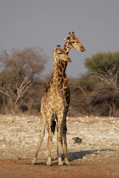 Жирафы (Giraffa camelopardis ) — стоковое фото