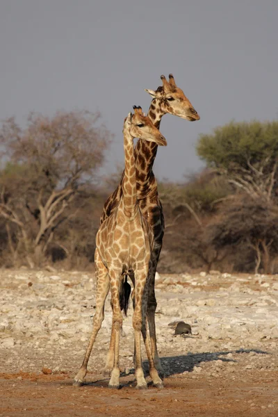 Girafes (Giraffa camelopardis) ) — Photo