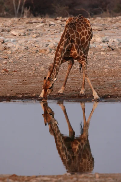 Žirafa (giraffa camelopardis) — Stock fotografie