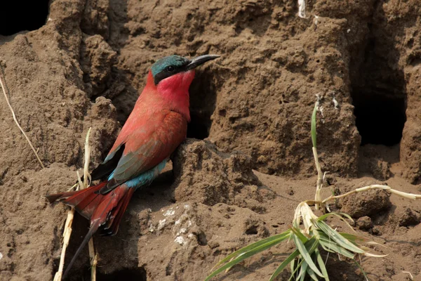 胭脂红食蜂鸟 (merops nubicoides) — 图库照片