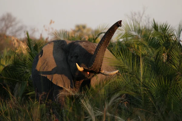 Olifant (Loxodonta africana) — Stockfoto