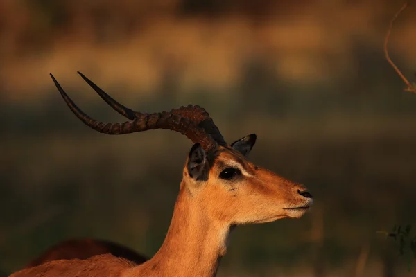 Импала (Aepyceros melampus) ) — стоковое фото