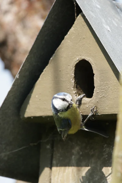 Blåmes (parus caeruleus) — Stockfoto