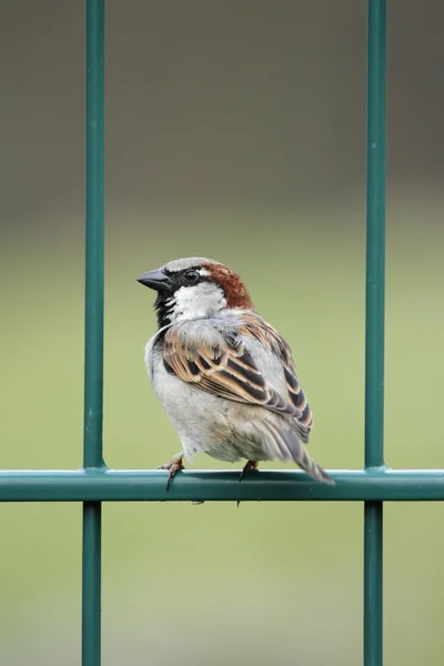 Hussparv (Passer domesticus)) — Stockfoto