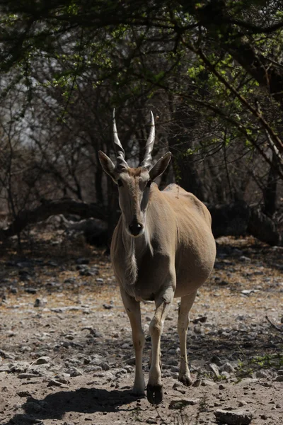 Eland (Taurotragus oryx) — Stock fotografie