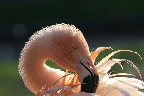 Flamant rose — Photo