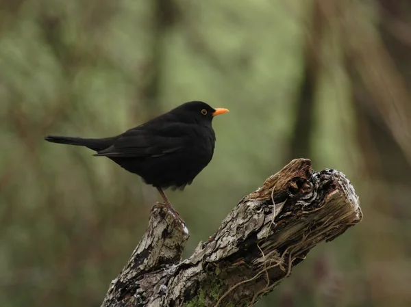 Blackbird — Stock Photo, Image