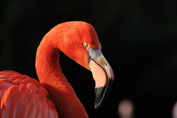 Flamingo — Stock fotografie