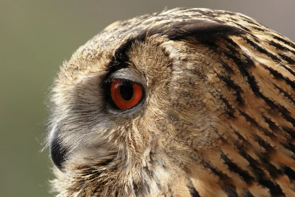 Eagle Owl — Stock Photo, Image