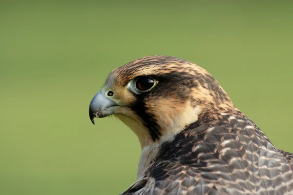 Wanderfalke — Stockfoto