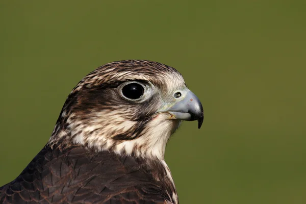 Sakervalk — Stockfoto