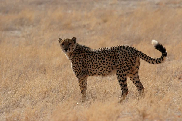 Gepard — Stock fotografie