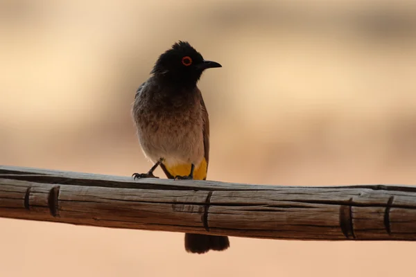 Bulbul de ojos rojos (Pycnonotus nigricans ) —  Fotos de Stock