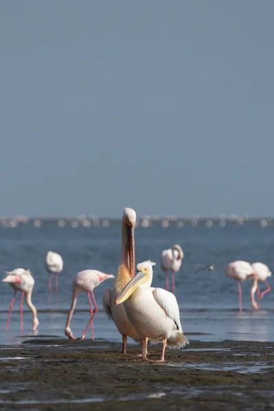 Grandes pelícanos blancos (Pelecanus onocrotalus ) —  Fotos de Stock