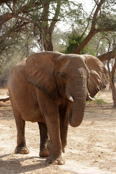 Ökenelefant vid namibia — Stockfoto