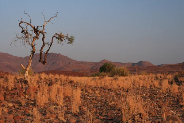 Damaraland, Namibië — Stockfoto