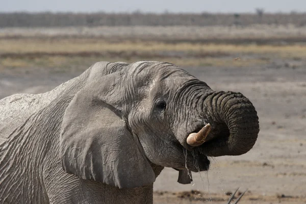 Слон (Loxodonta africana ) — стоковое фото