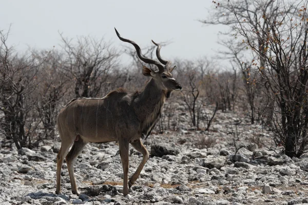 大kudu (Tragelaphus strepsiceros)) — 图库照片