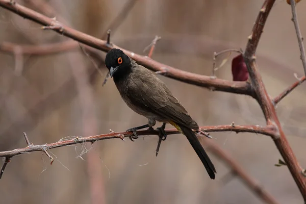 Bulbul de ojos rojos africanos (Pycnonotus nigricans ) — Foto de Stock