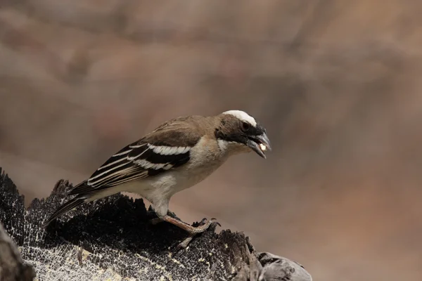 White-browed Sparrow-weaver (Plocepasser mahali) — Stock Photo, Image